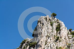 Lonely pine tree on top of cliff