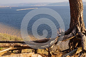 Lonely pine tree on the top of the sand cliff at the river bank