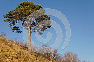 Lonely pine tree on the top of the sand cliff at the river bank