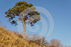 Lonely pine tree on the top of the sand cliff at the river bank