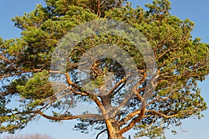 Lonely pine tree on the top of the sand cliff at the river bank