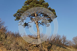 Lonely pine tree on the top of the sand cliff at the river bank