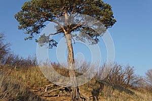 Lonely pine tree on the top of the sand cliff at the river bank