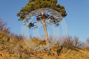 Lonely pine tree on the top of the sand cliff at the river bank