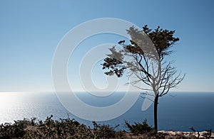 Lonely pine tree tree on a cliff in the ocean. Blue sky copy space.