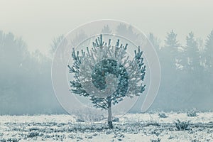 Lonely pine tree in winter colors, standing on a snowy meadow