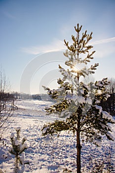 a lonely pine tree in the winter sun