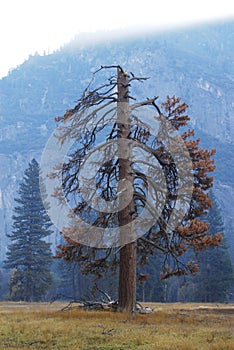 Lonely pine tree in Yosemite
