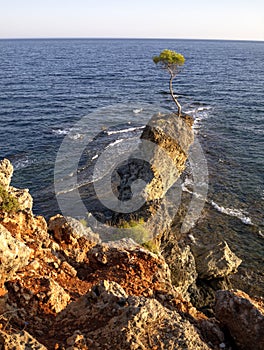 Lonely pine under the sea - Ã‡amyuva, Kemer, coast and beaches of Turkey