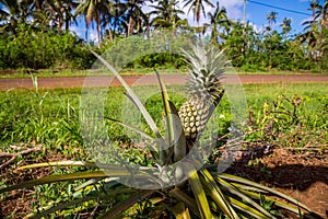 A lonely pineapple growing on a roadside of an rural road, in the island of Uvea Wallis, Wallis and Futuna Wallis-et-Futuna. photo