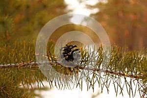 A lonely pinecone on the pinetree twig