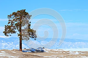 A lonely pinetree in front of the skyline