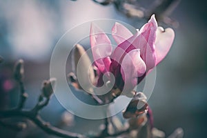 Lonely pink magnolia bud in early spring