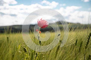 A lonely pink poppy flower in a springtime green field of rye ears and wheat against a blue sky with clouds on a sunny day