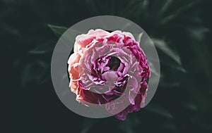 Lonely pink unblown peony bud on dark green background. Spring flower in the garden. Sunlight on petals. Beautiful plant