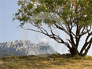 Lonely pistachio tree