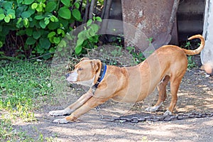 Lonely pit bull waits for the owner on the street