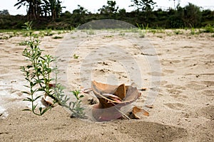 A lonely plant and a broken pot in the sand of a river-bank