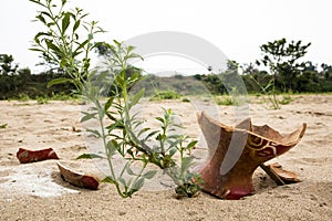 A lonely plant and a broken pot in the sand of a river-bank