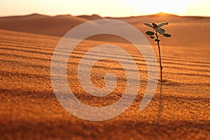 A lonely plant growing on a dry desert land at sunrise. Rebirth, hope, new life beginnings and spring season concept.