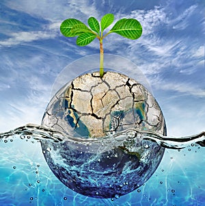 Lonely plant in the parched earth submerged in the ocean
