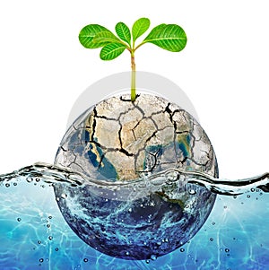 Lonely plant in the parched earth submerged in the ocean