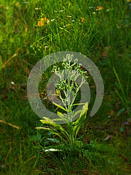 Lonely plant surrounded by the grass highlighted by the sun rays