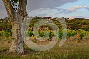 Lonely Platan tree next to a vineyard, Provence