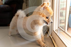 Lonely Pomeranian dog is waiting for someone to open the door. cute puppy dog sitting at the front door looking outside