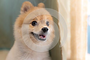 Lonely Pomeranian dog is waiting for someone to open the door. cute puppy dog sitting at the front door looking outside