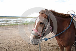 A lonely pony in an outdoor horse pen on Zhongdu grassland