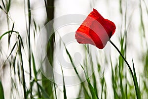 Lonely Poppy in Blera, Lazio, Italy photo