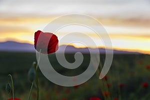 Lonely poppy in the field at dawn