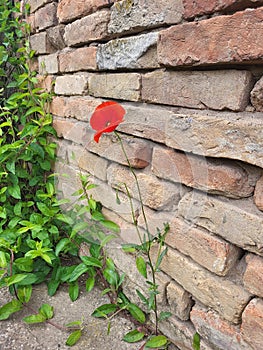 A lonely poppy flower , Vojvodina, Srem, Serbia