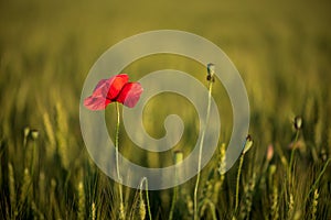 Lonely poppy flower in wheat field on sunset. soft focus. Harvest Concept