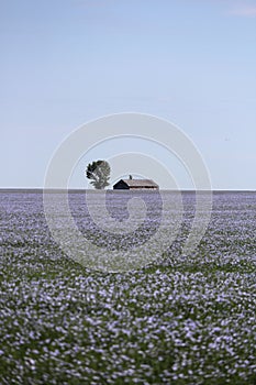 Lonely prairie building and tree in a sea of blue flax photo