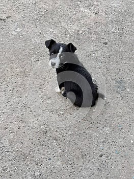 lonely puppy sits on the asphalt in the street.