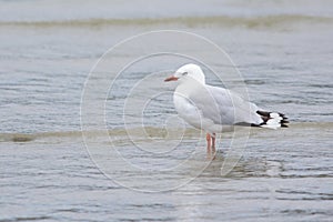 Lonely Red-billed Gull in shallow water