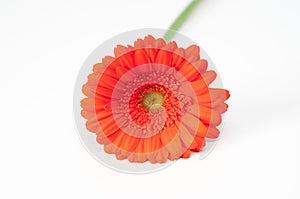 Lonely red gerbera flower isolated on white