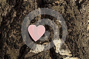 A lonely red heart made of wood on a birch tree trunk. love for nature