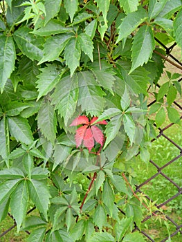 Lonely red leaf among green leaves of five-leaved ivy