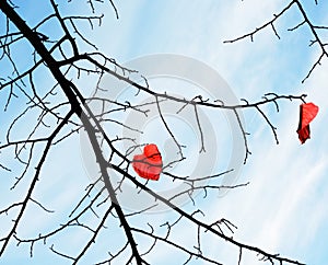 lonely red leaves on the tree