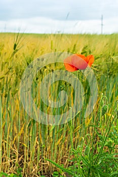 Lonely red poppy flower on a background of wheat field and blue sky