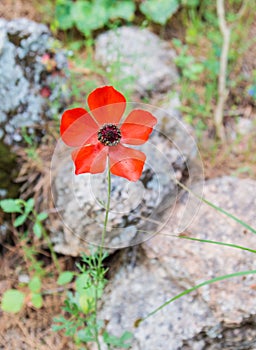 Lonely red poppy flower blossomed in a national park