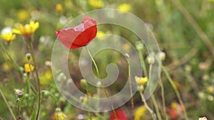 A lonely red poppy flower in meadow