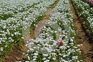 Lonely Red Ranunculus Buttercup Field Carlsbad Spring