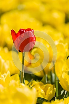 Lonely red tulip