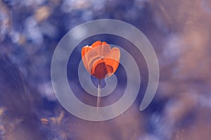 Lonely red tulip on blue blurred background. Selective soft focus