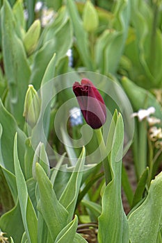 Lonely red tulip in a field, close up