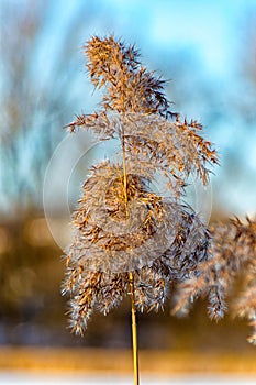 Lonely reeds in winter at Ilmenau Thuringia Germany